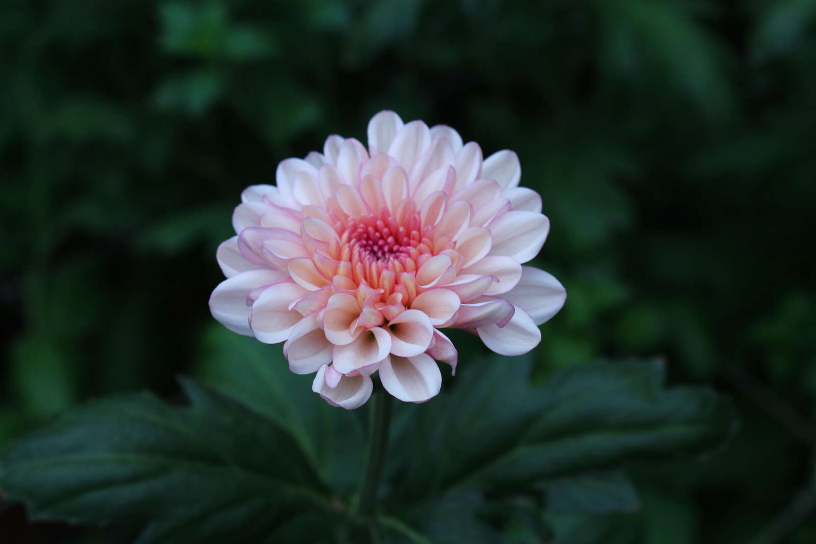 「すべての花を、マムで作る」生産者自らが需要を作る、マム農園　ジャパンフラワードリーム / 愛知県田原市