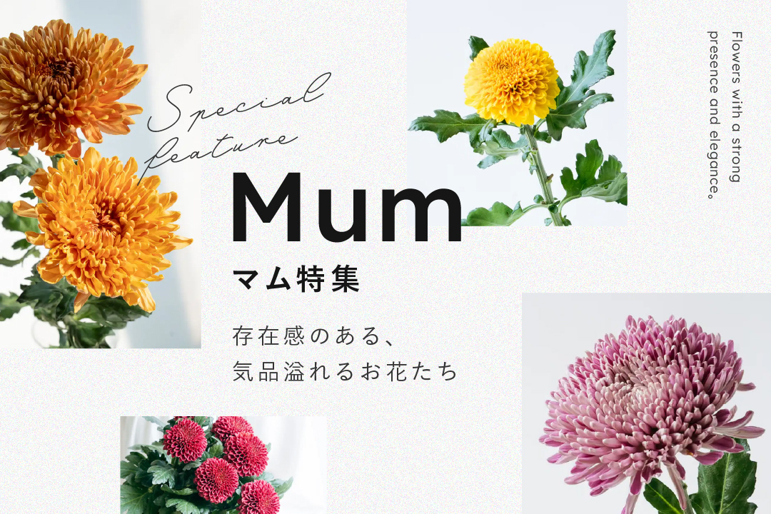 マム特集