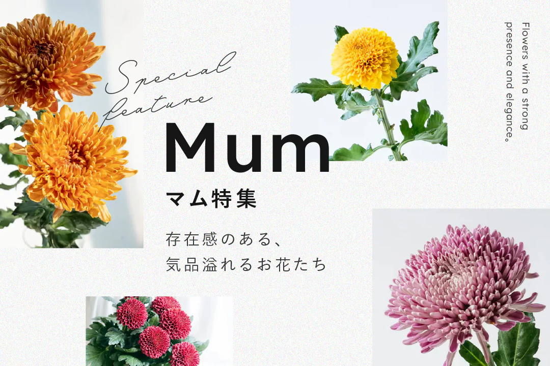 ヒオウギの実の花材｜花の仕入れを簡単に。花材の卸通販｜ハナイチ