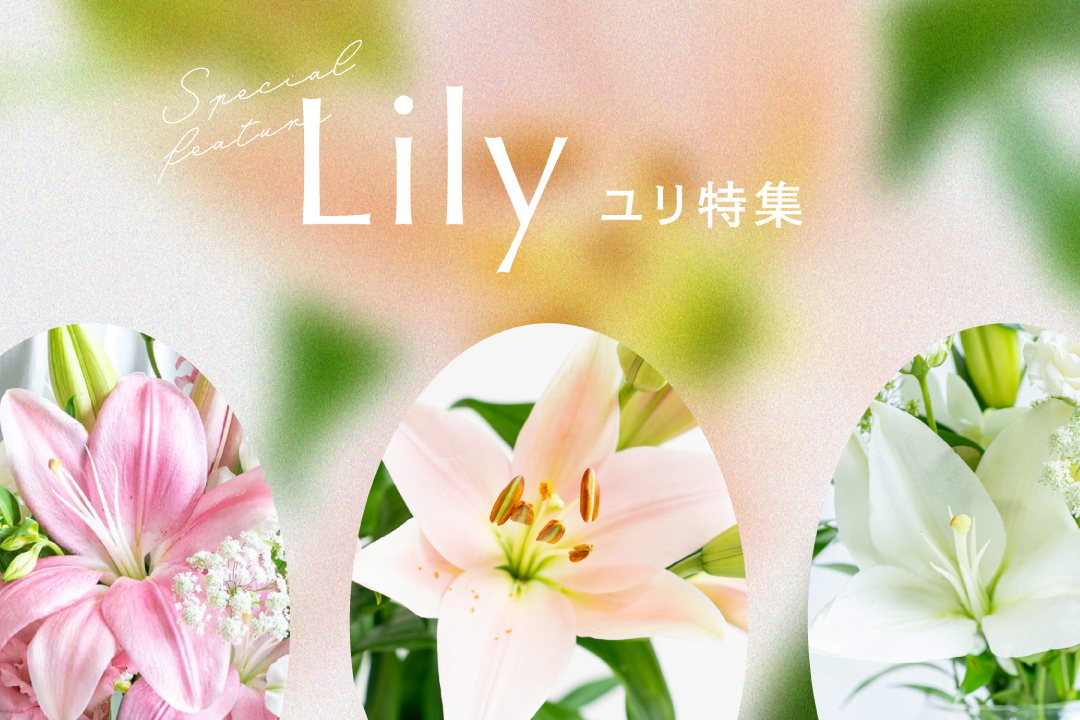 ユリ特集