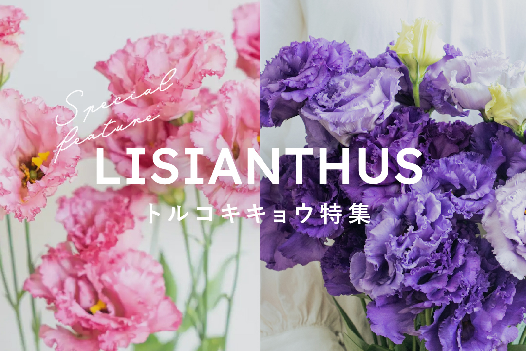 クレマチス（テッセン）の花材｜花の仕入れを簡単に。花材の卸通販