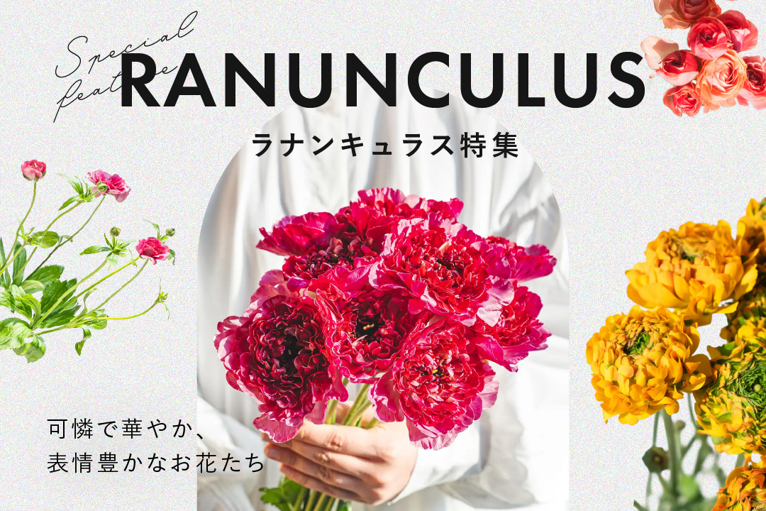 ラナンキュラス特集