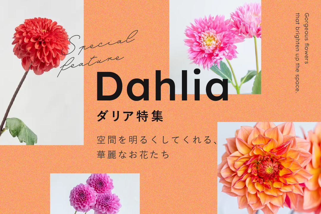 ダリア特集