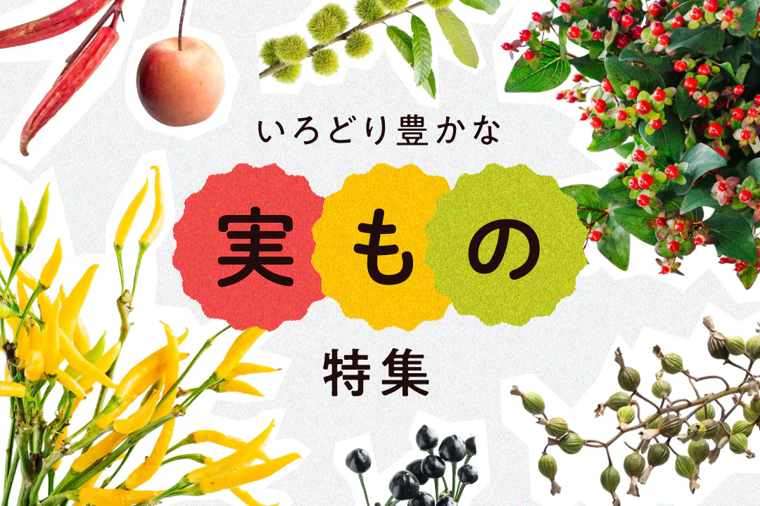 実もの特集