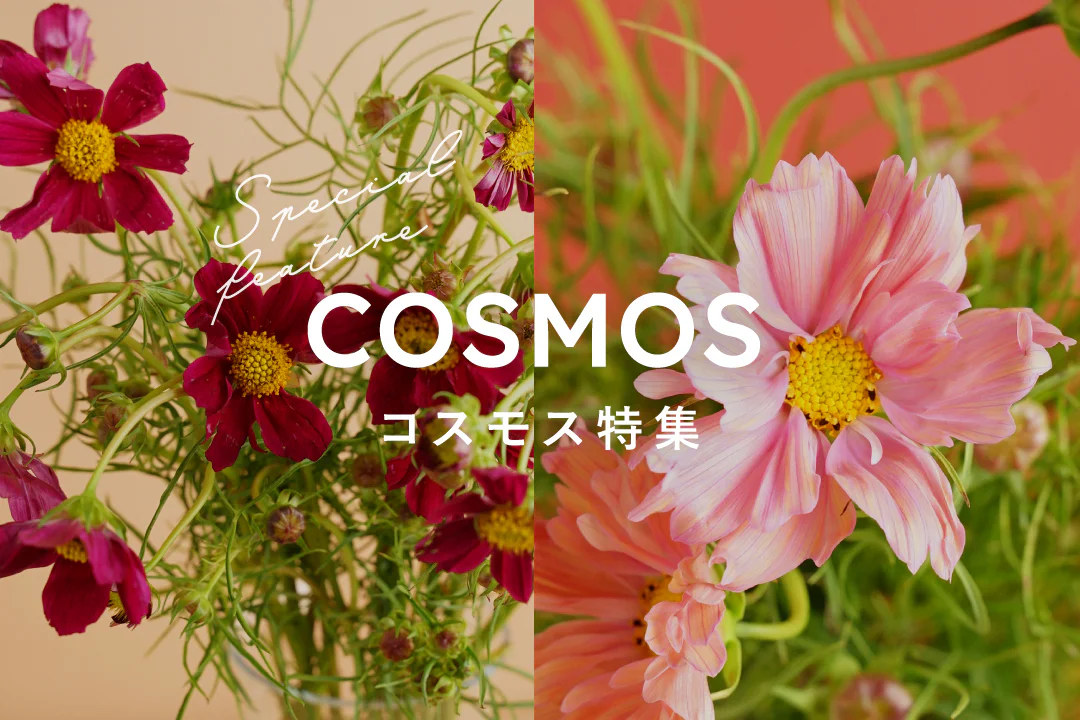 コスモス特集