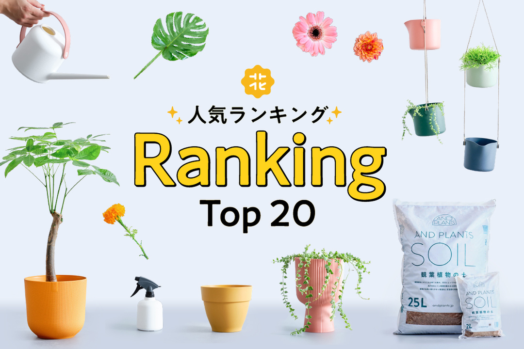 人気ランキング