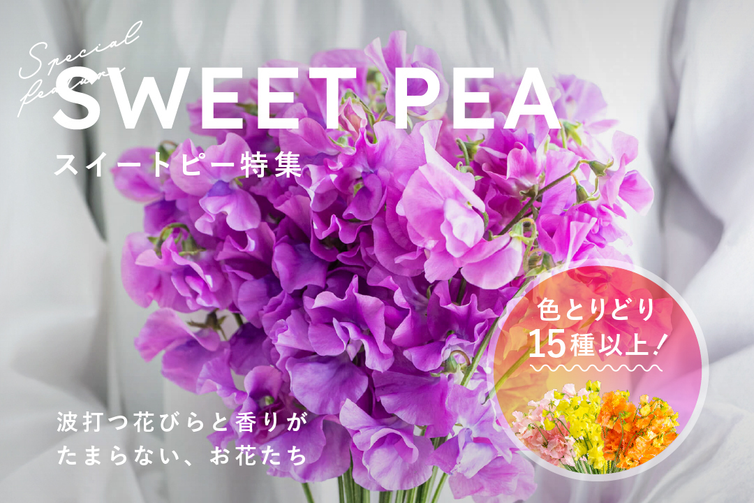 スイートピー特集