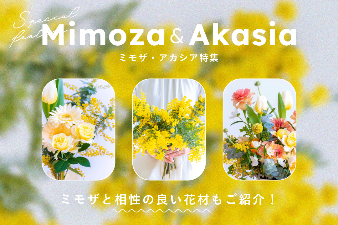 ミモザ特集