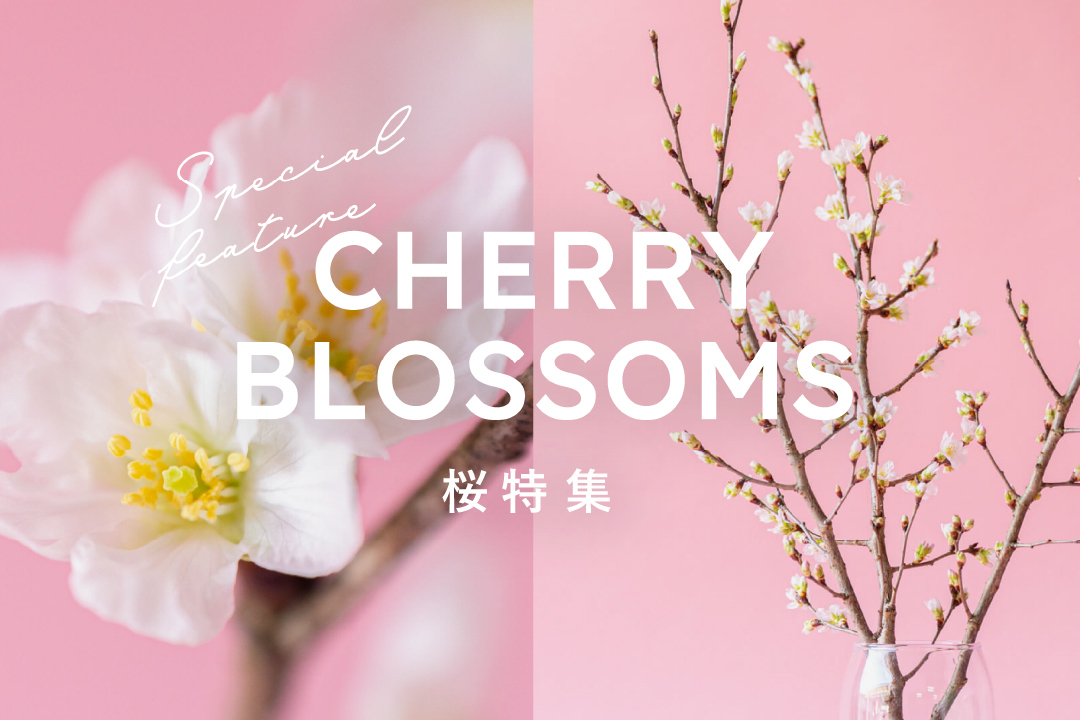 サクラ特集