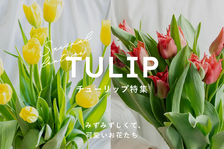チューリップ特集