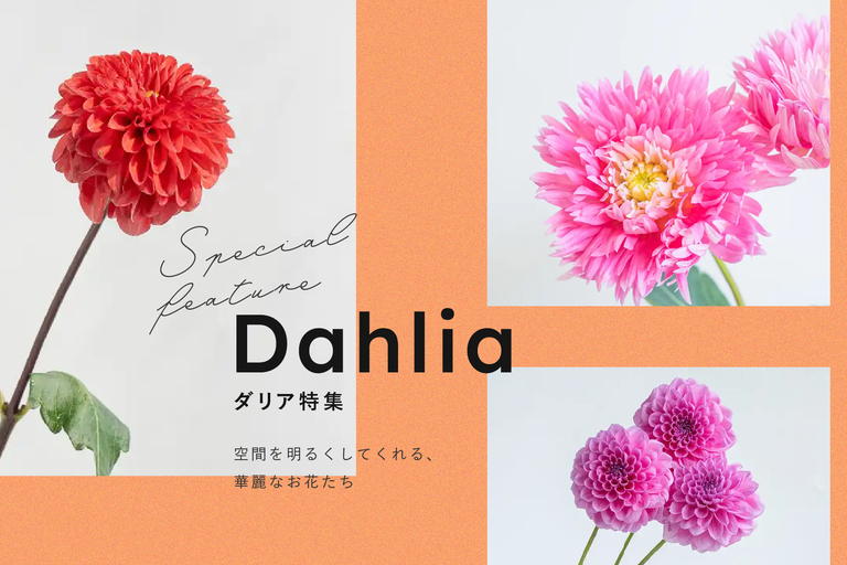 ダリア特集