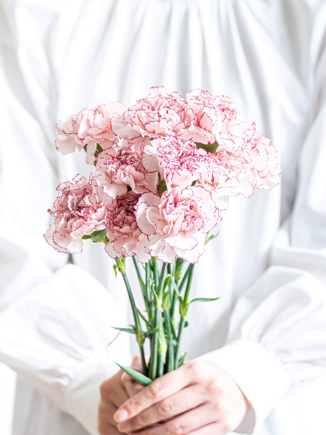 カーネーション （ピンク/紫） マリポサ｜ハナイチ｜花と植物、資材の