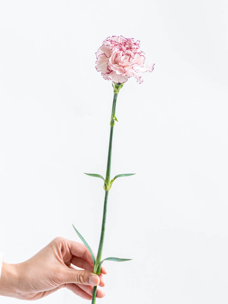 カーネーション（ピンク/紫）マリポサ｜花の仕入れを簡単に。花材の卸