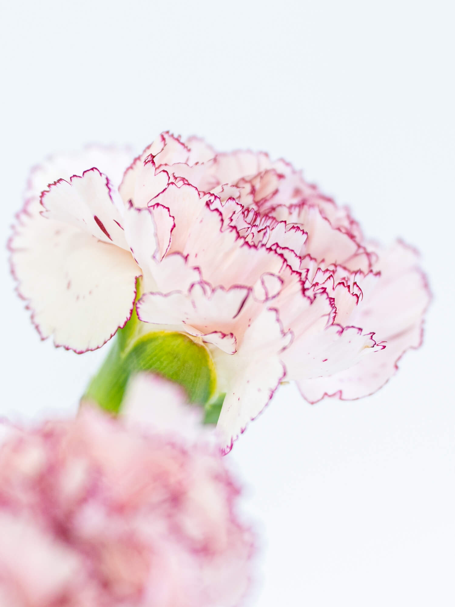 カーネーション（ピンク/紫）マリポサ｜花の仕入れを簡単に。花材の卸