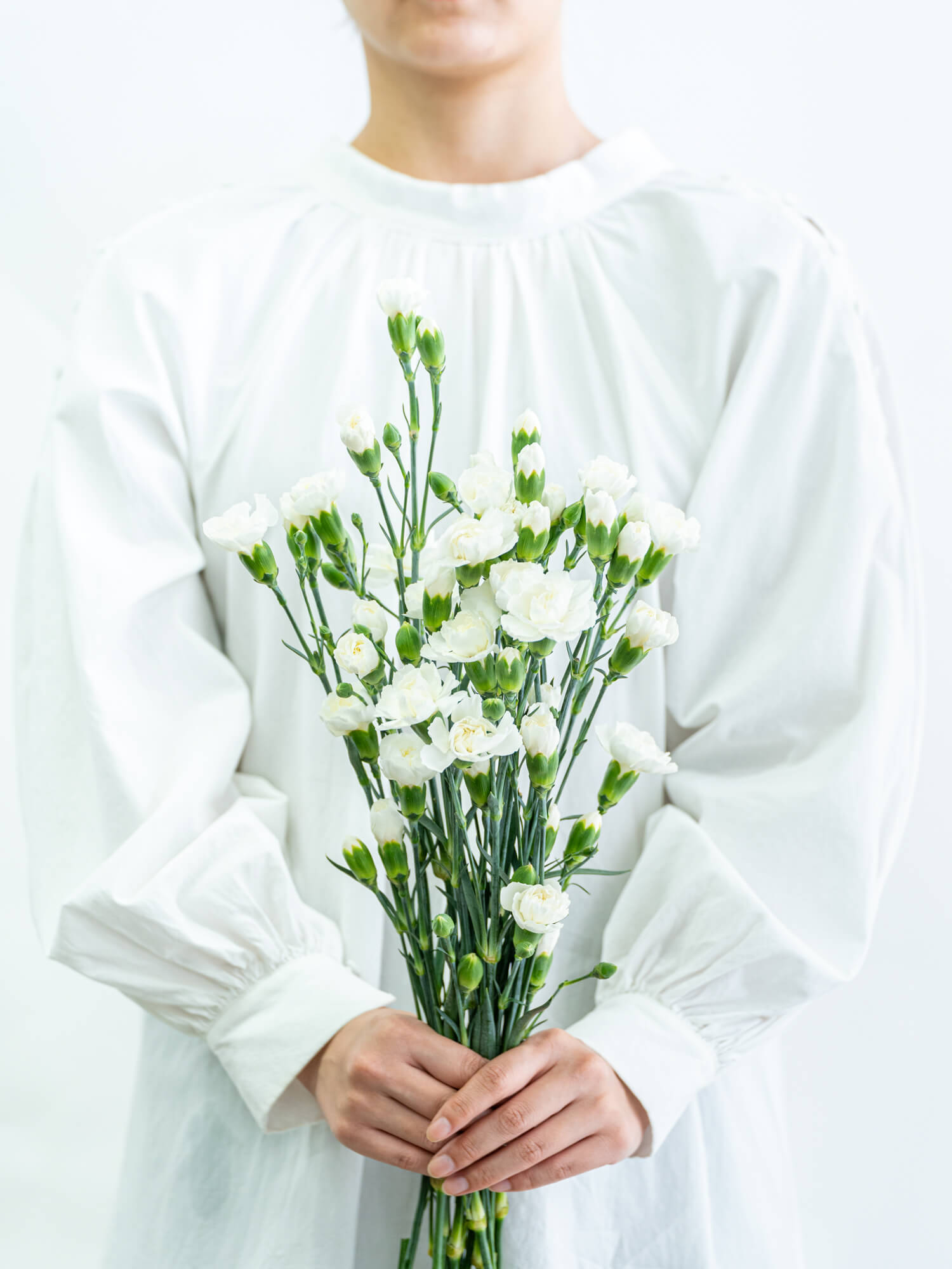 青いカーネーション　ホワイト 生花】スプレーカーネーション ティントロイヤルブルー【青/60cm