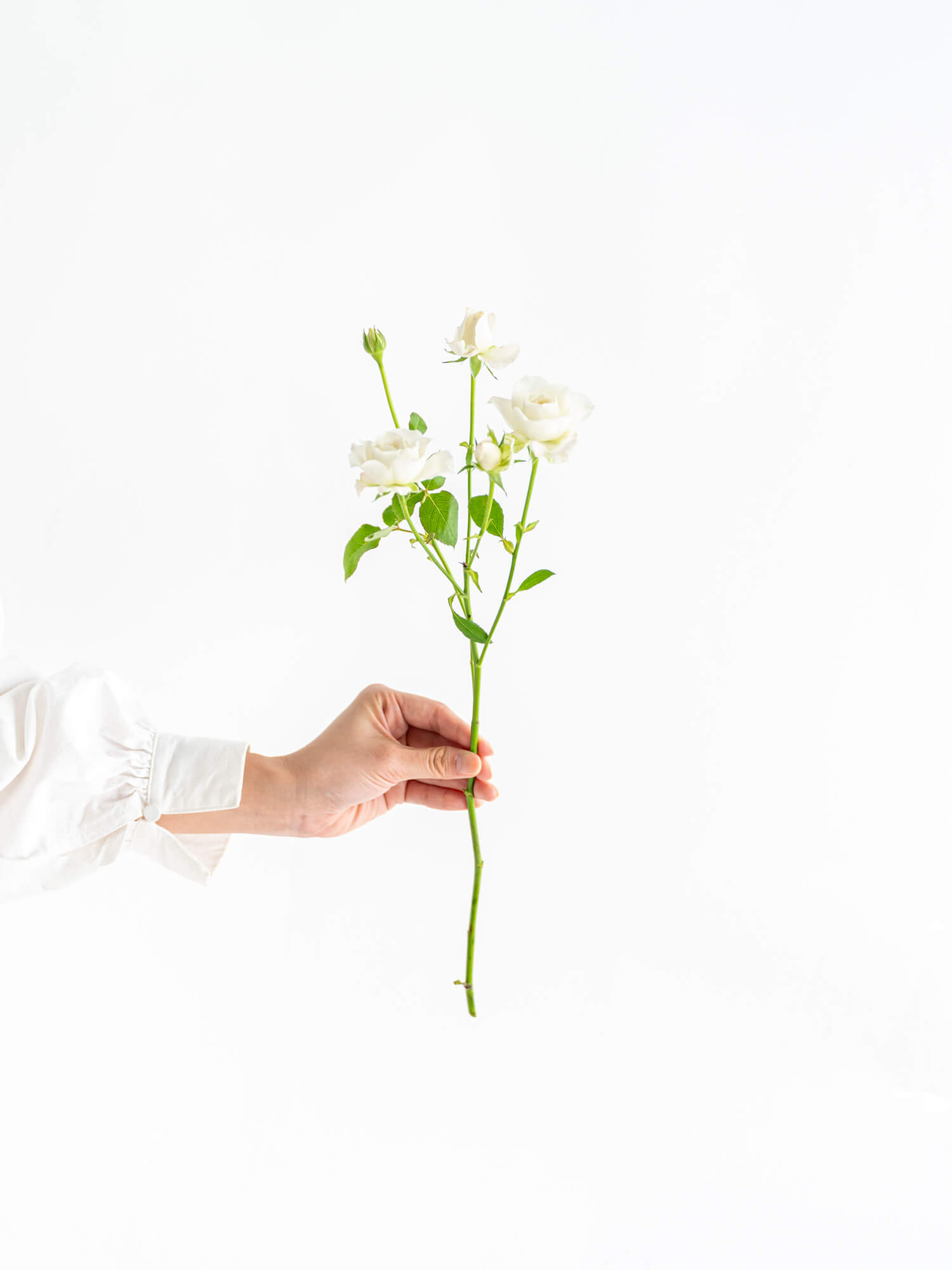 バラの花図鑑/「ホワイト・クリスマス」は清らかな印象の白バラ