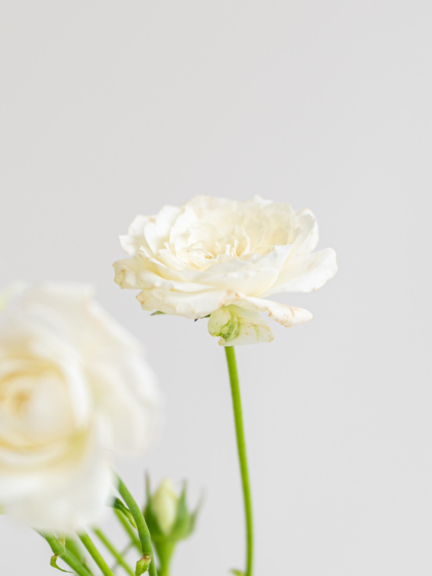 バラの花図鑑/「ホワイト・クリスマス」は清らかな印象の白バラ