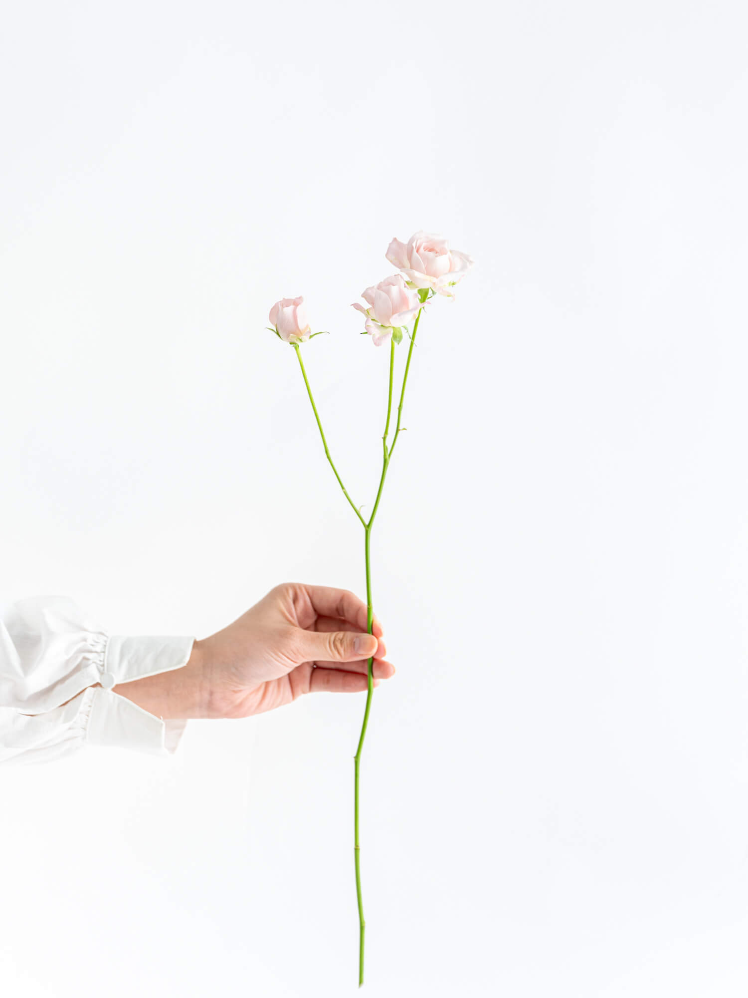 薔薇 楼蘭 Loulan 透明感のあるピンクの花色にクラシカルなロゼット