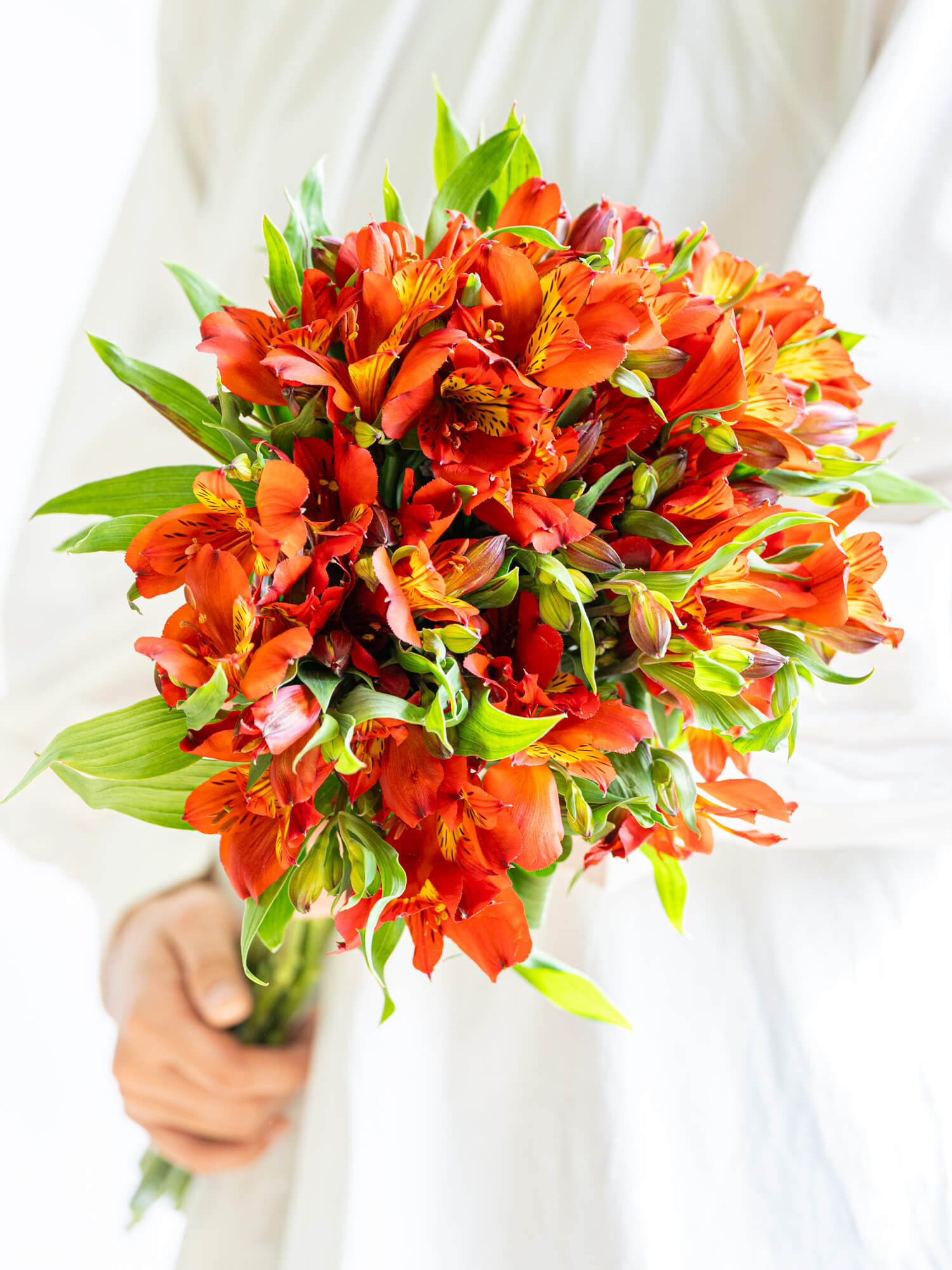 アルストロメリア（赤）ホットペッパー｜花の仕入れを簡単に。花材の卸
