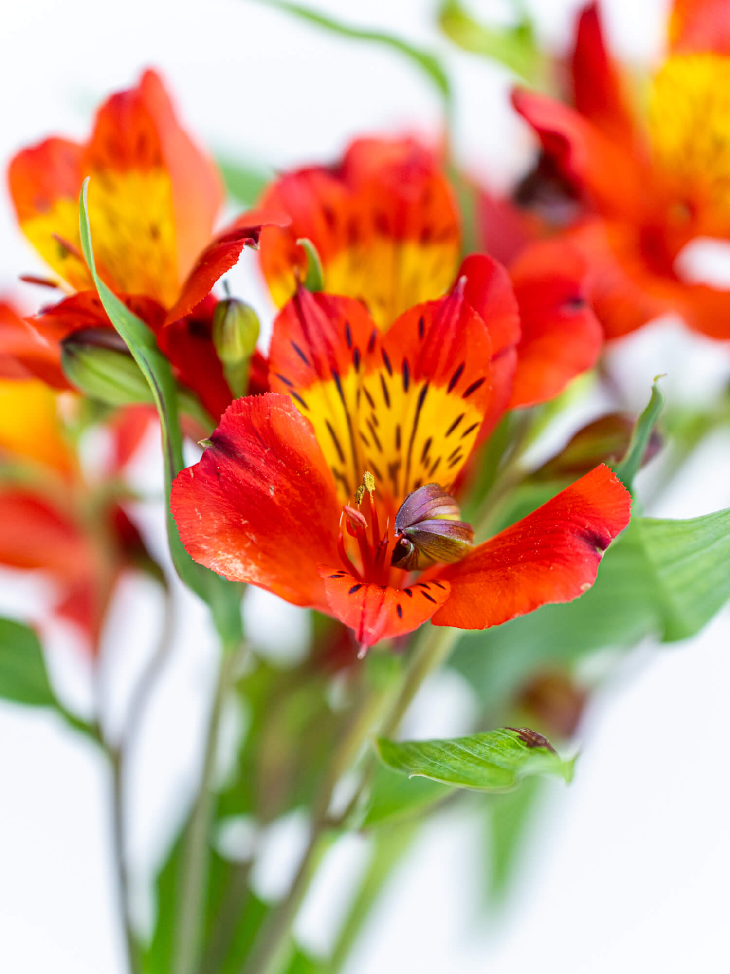 アルストロメリア（赤）ホットペッパー｜花の仕入れを簡単に。花材の卸