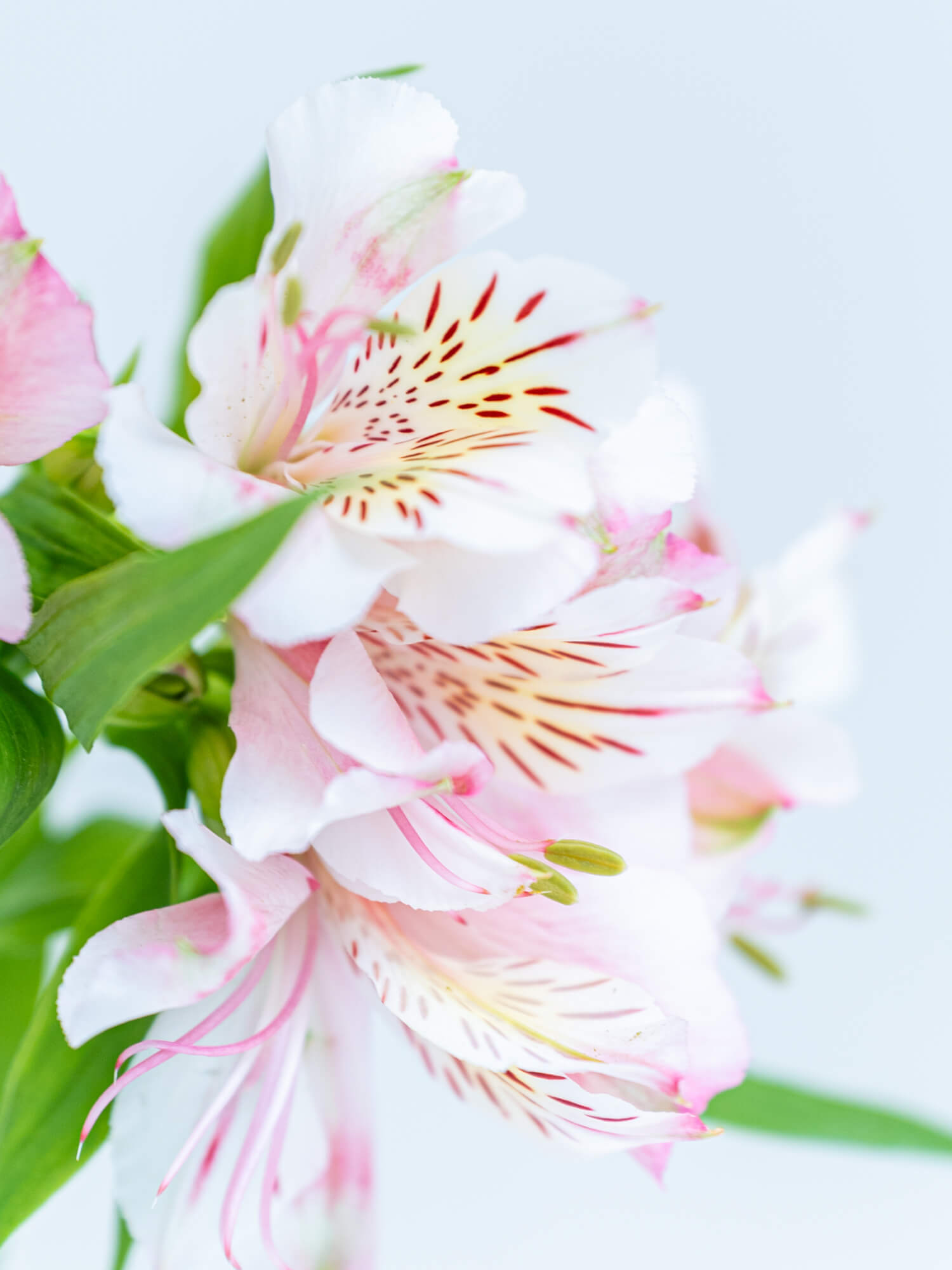 アルストロメリア（淡ピンク）ピンクティアラ｜花の仕入れを簡単に。花