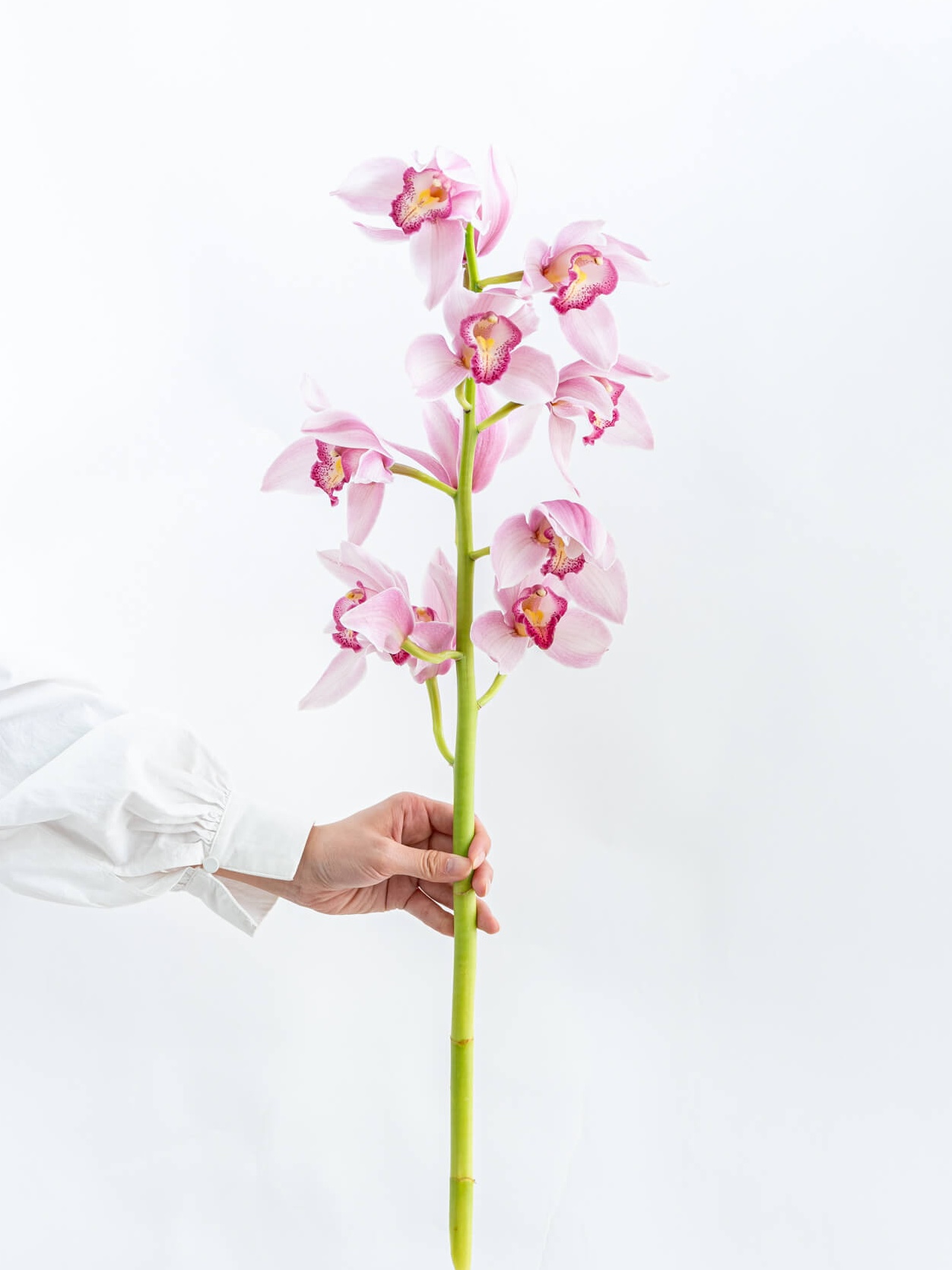シンビジューム（ピンク）おまかせ品種｜花の仕入れを簡単に。花材の卸
