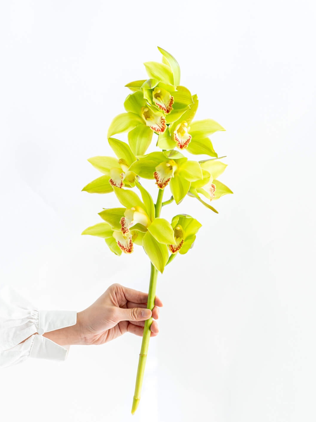 グラジオラス（紫）エクスペリエンス｜花の仕入れを簡単に。花材の卸