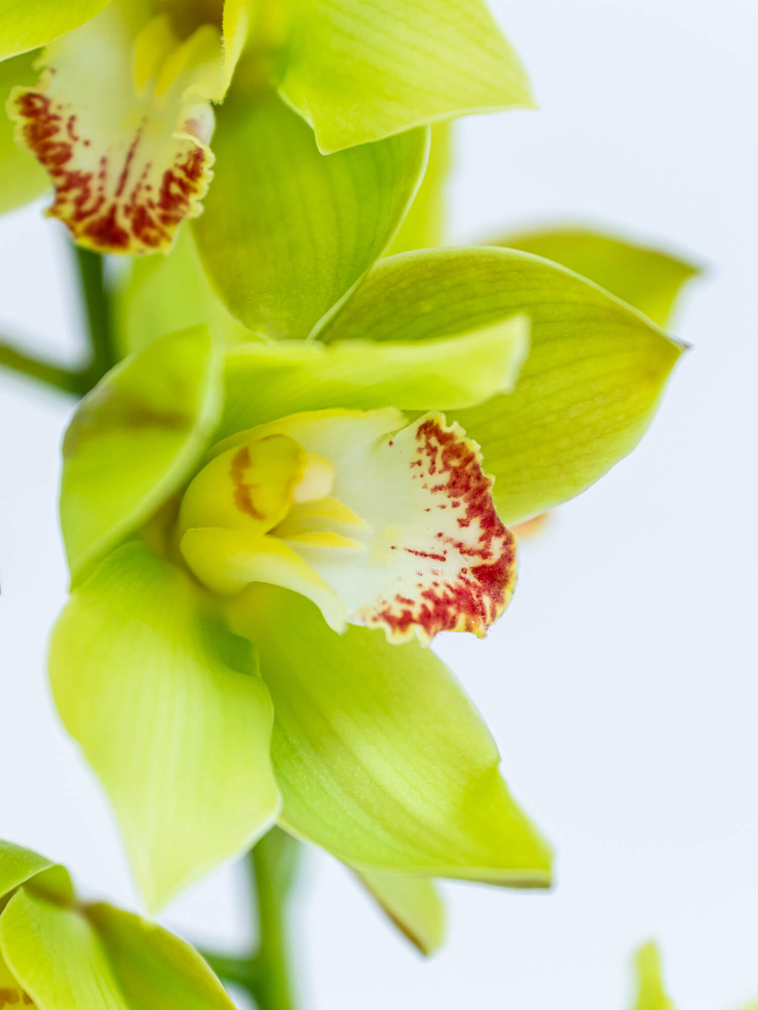 シンビジューム （グリーン） モーグル｜花の仕入れを簡単に。花材の卸