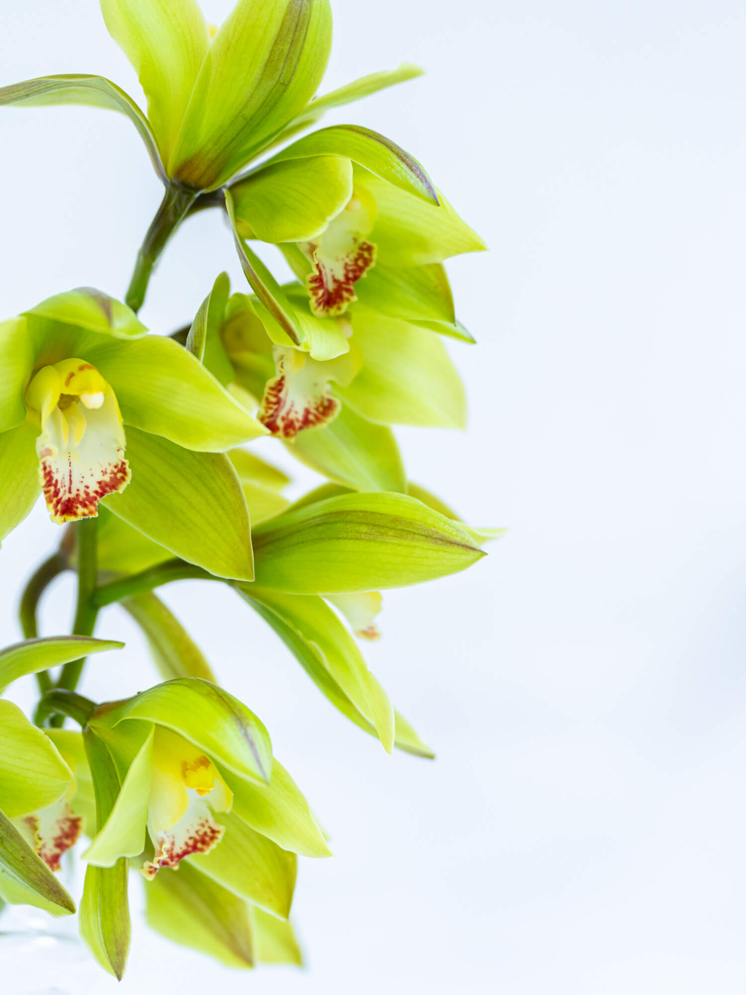 シンビジューム （緑） モーグル｜花の仕入れを簡単に。花材の卸通販