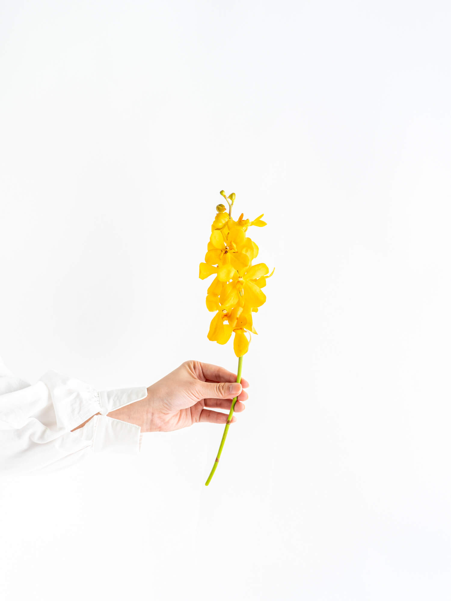 ソリダスター（黄）ソリダコ｜花の仕入れを簡単に。花材の卸通販｜ハナイチ