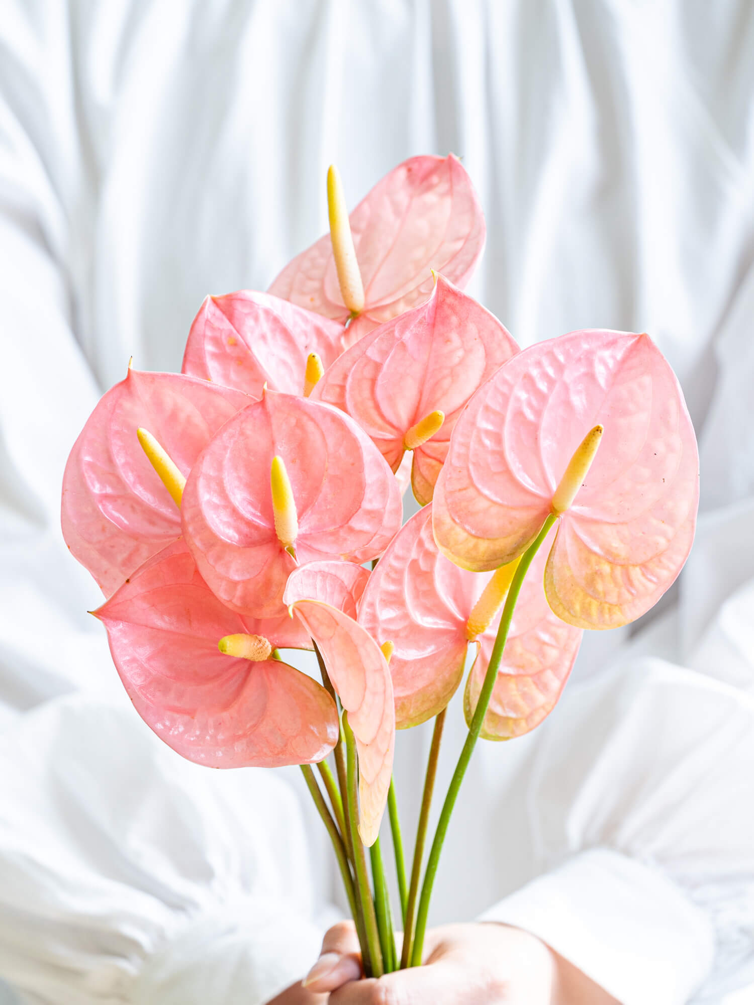 8700⤵️❇ぶっ飛びムササビ？南海のエイ群れ？アロー・アンスリューム