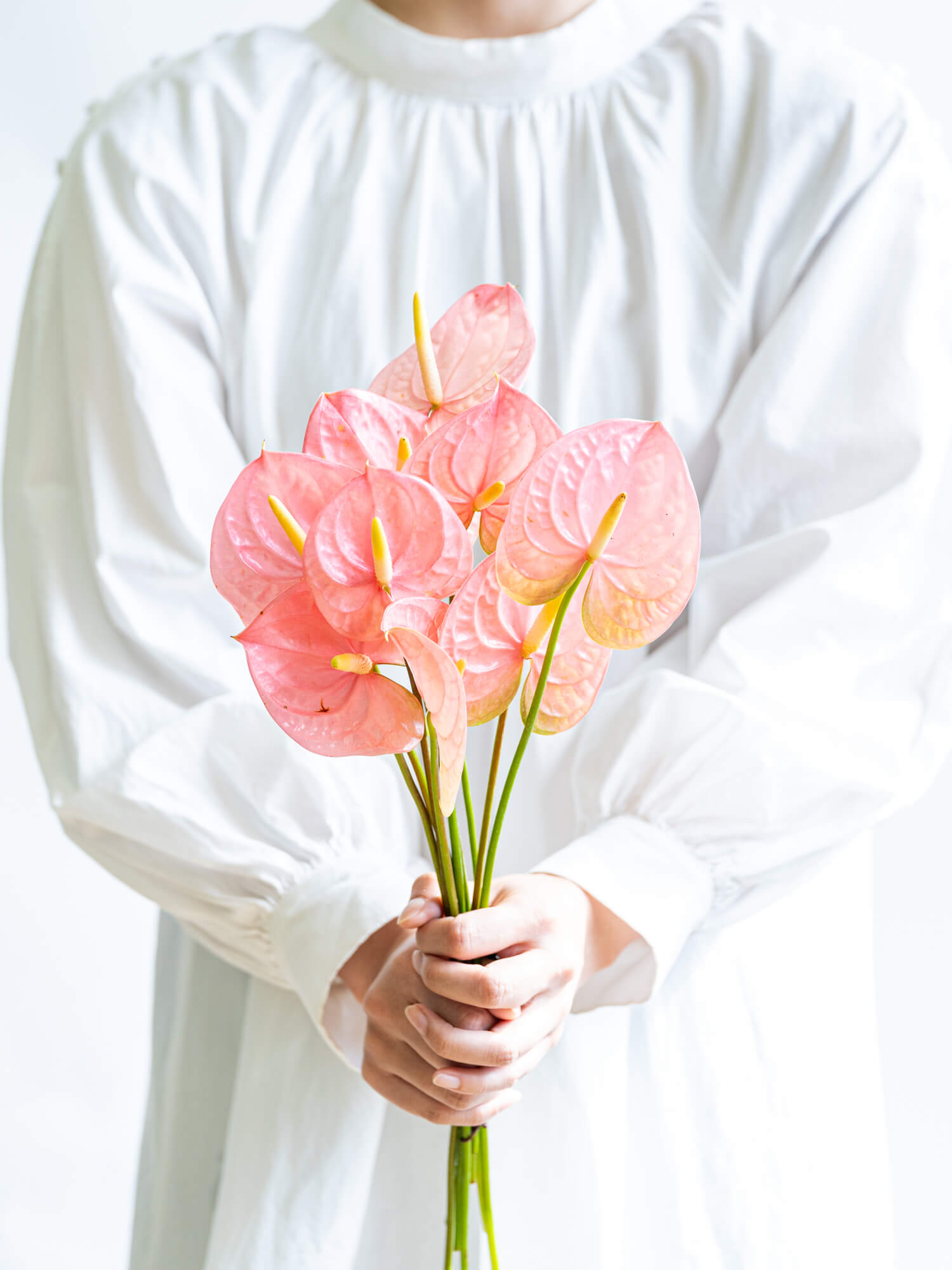 アンスリウム （ピンク） ローザ｜ハナイチ｜花と植物、資材の仕入れサイト