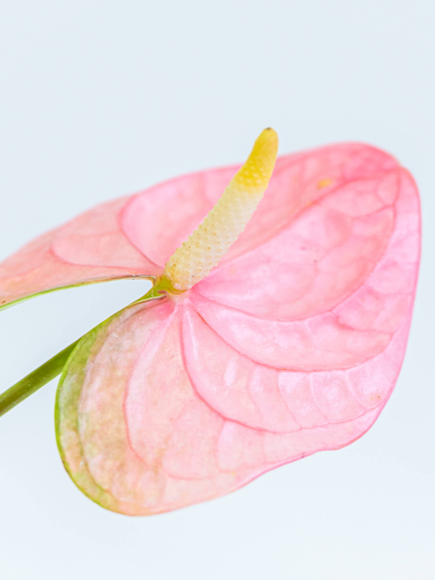 アンスリウム （ピンク） ローザ｜ハナイチ｜花と植物、資材の仕入れサイト