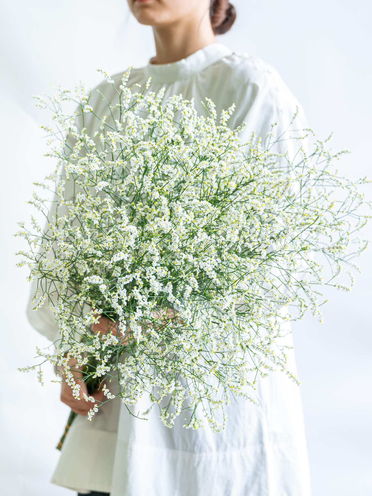 スターチスの花材｜花の仕入れを簡単に。花材の卸通販｜ハナイチ