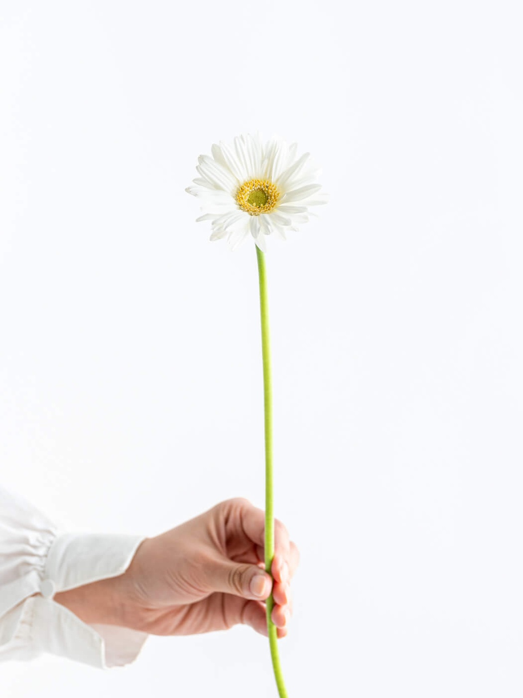 ガーベラ 一重（白）ノート｜花の仕入れを簡単に。花材の卸通販｜ハナイチ