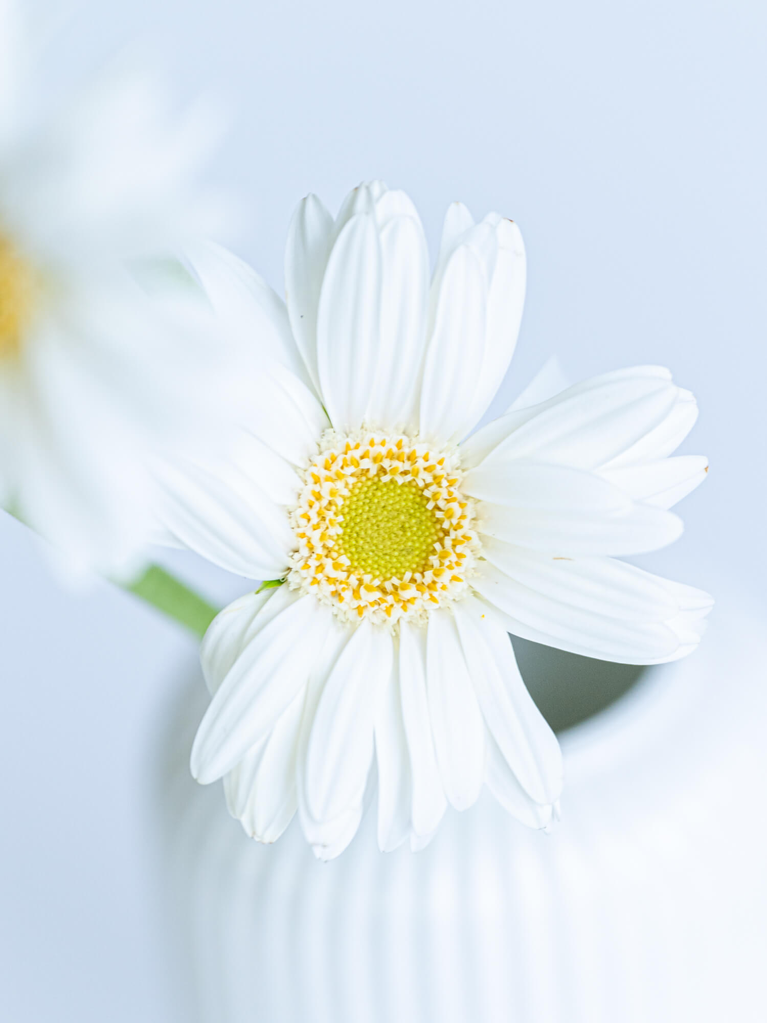 ガーベラ 一重（白）ノート｜花の仕入れを簡単に。花材の卸通販｜ハナイチ