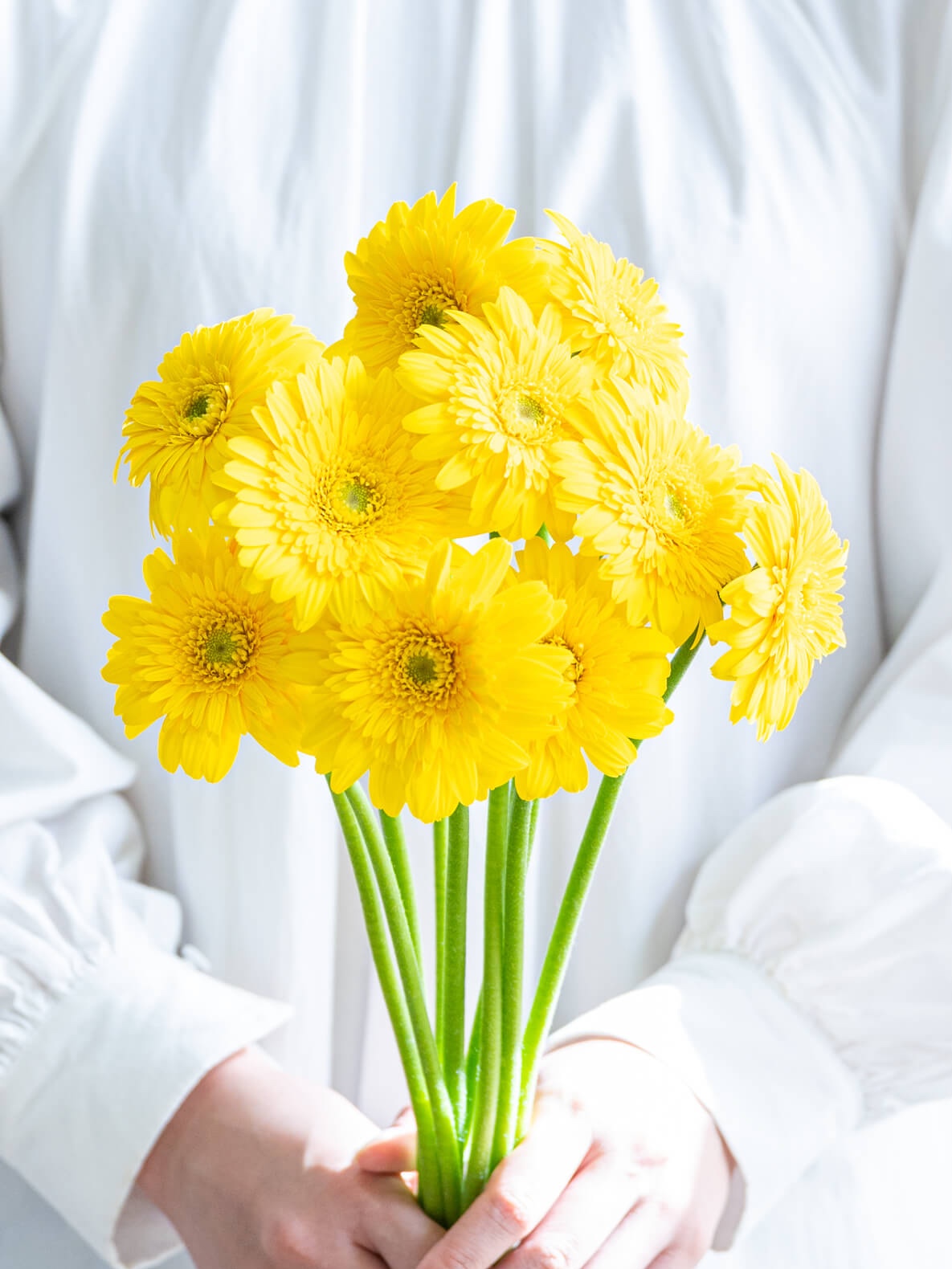 ガーベラ 一重 （黄） サンディ｜ハナイチ｜花と植物、資材の仕入れサイト