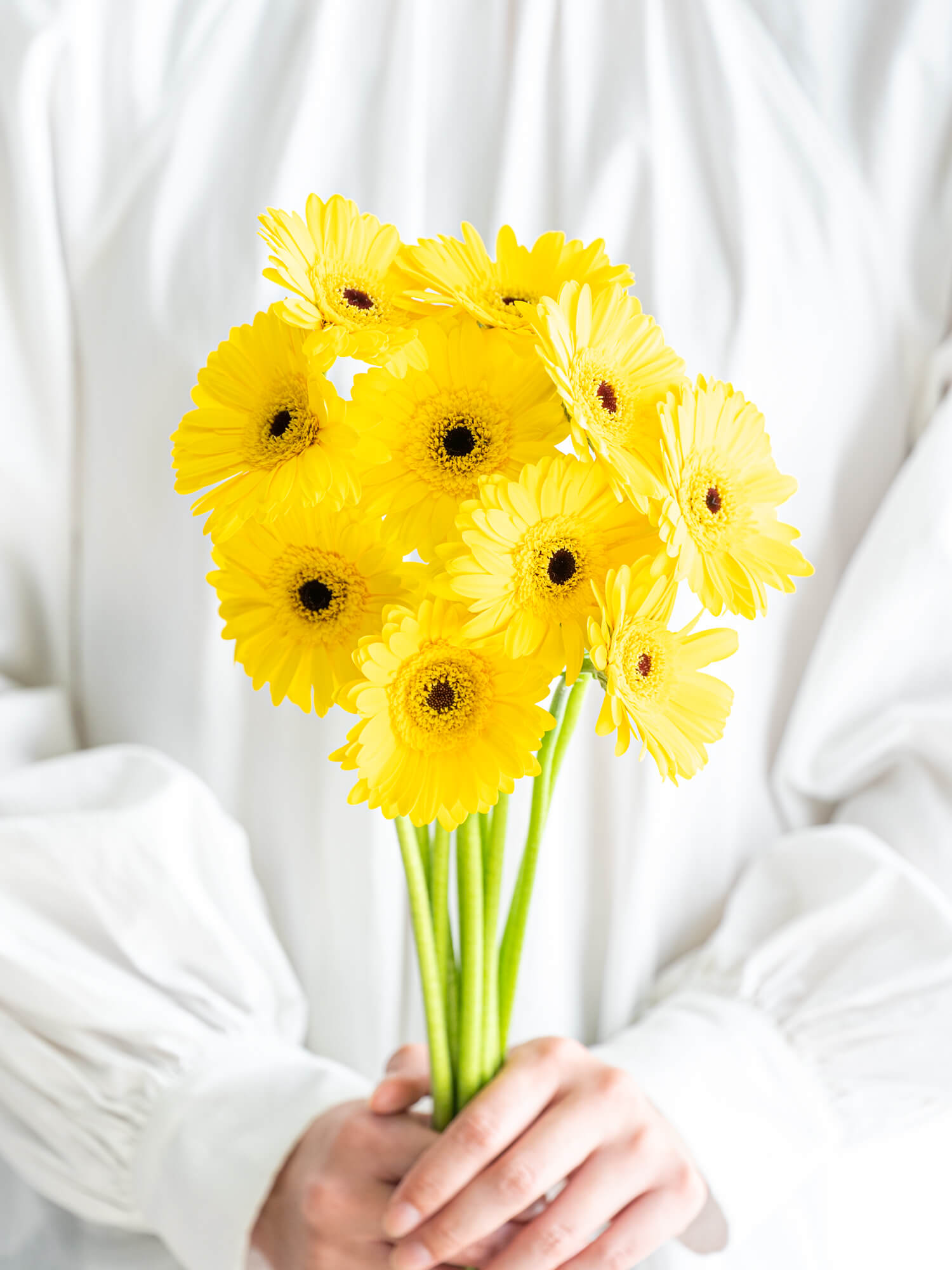 ガーベラ 一重 （黄） レオナルド｜ハナイチ｜花と植物、資材の仕入れ