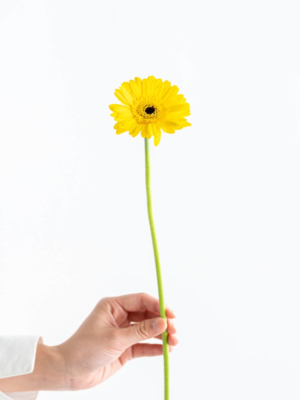 ガーベラ 一重（黄）レオナルド｜花の仕入れを簡単に。花材の卸通販