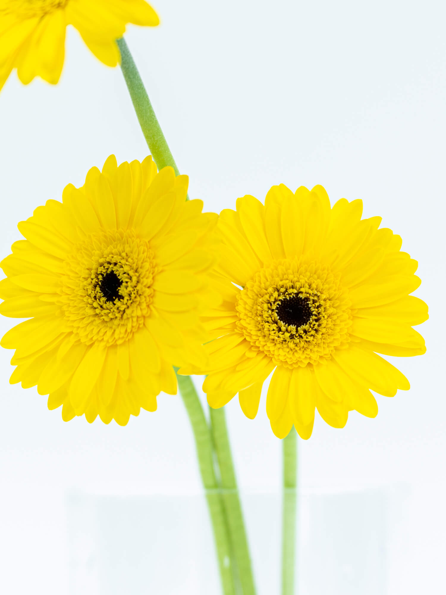 ガーベラ 一重 （黄） レオナルド｜ハナイチ｜花と植物、資材の仕入れ