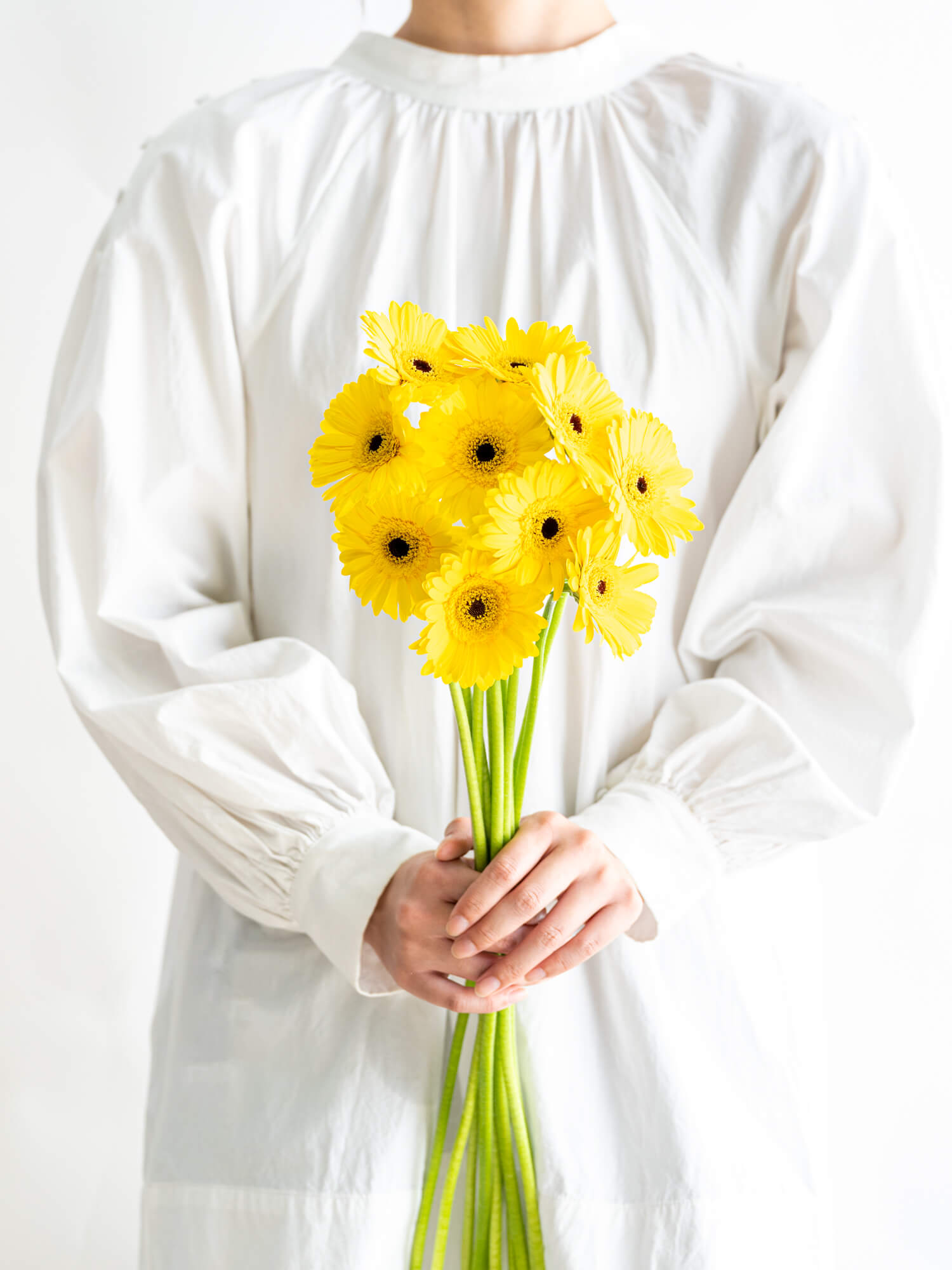 人気SALE，限定セール レア 原種 ガーベラ 黄色の一重