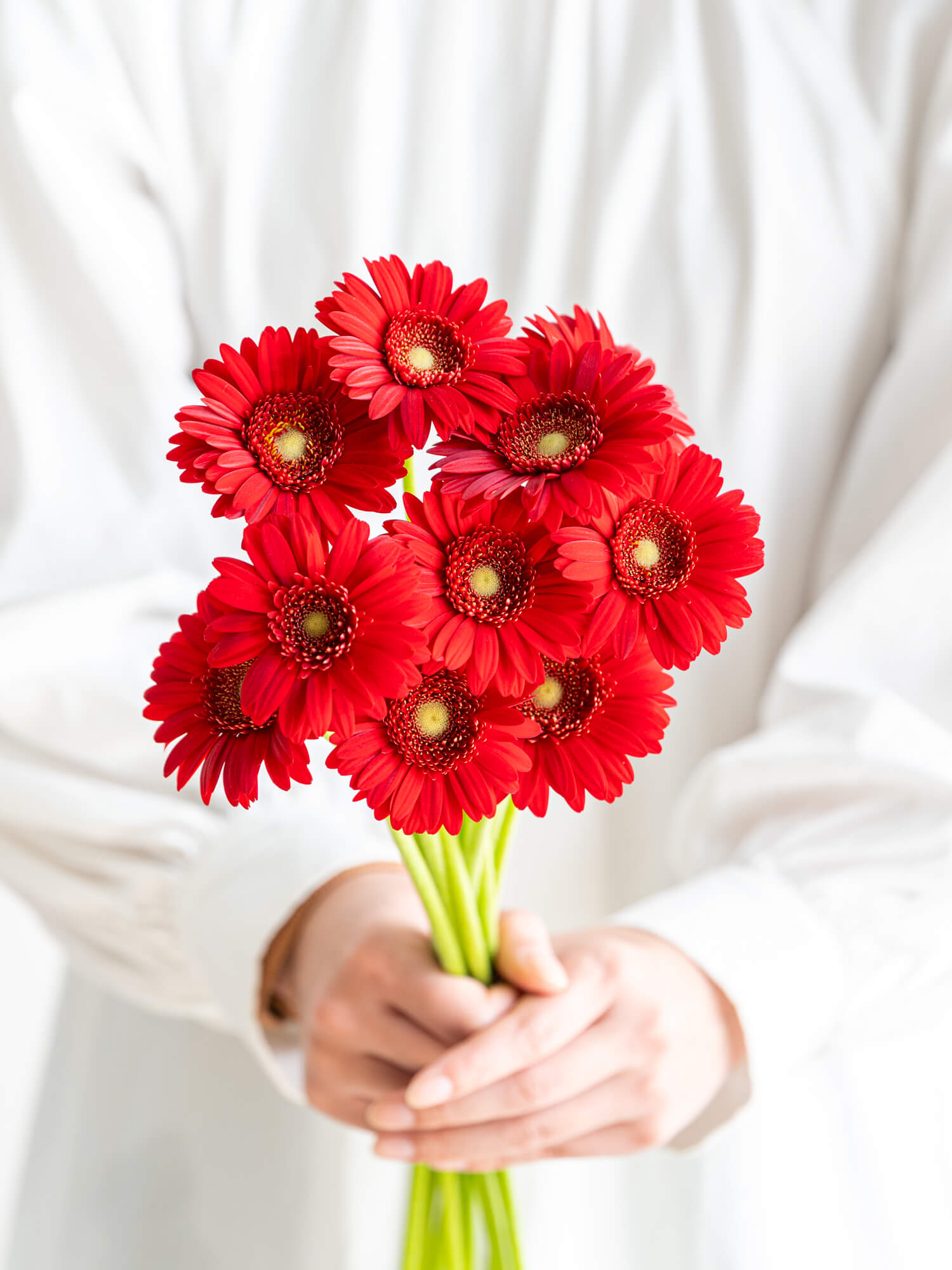 ガーベラの商品｜ハナイチ｜花と植物、資材の仕入れサイト