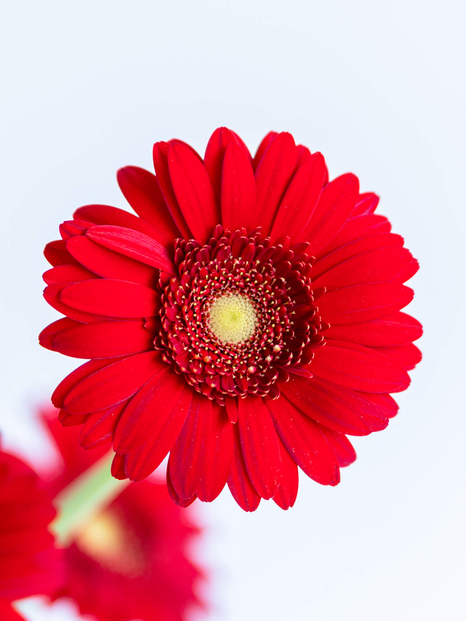 レッドガーベラ様　12点おまとめ 生花】【さぎやま】ガーベラ レンブラント(エンジ系複色)※入荷少量【FJ