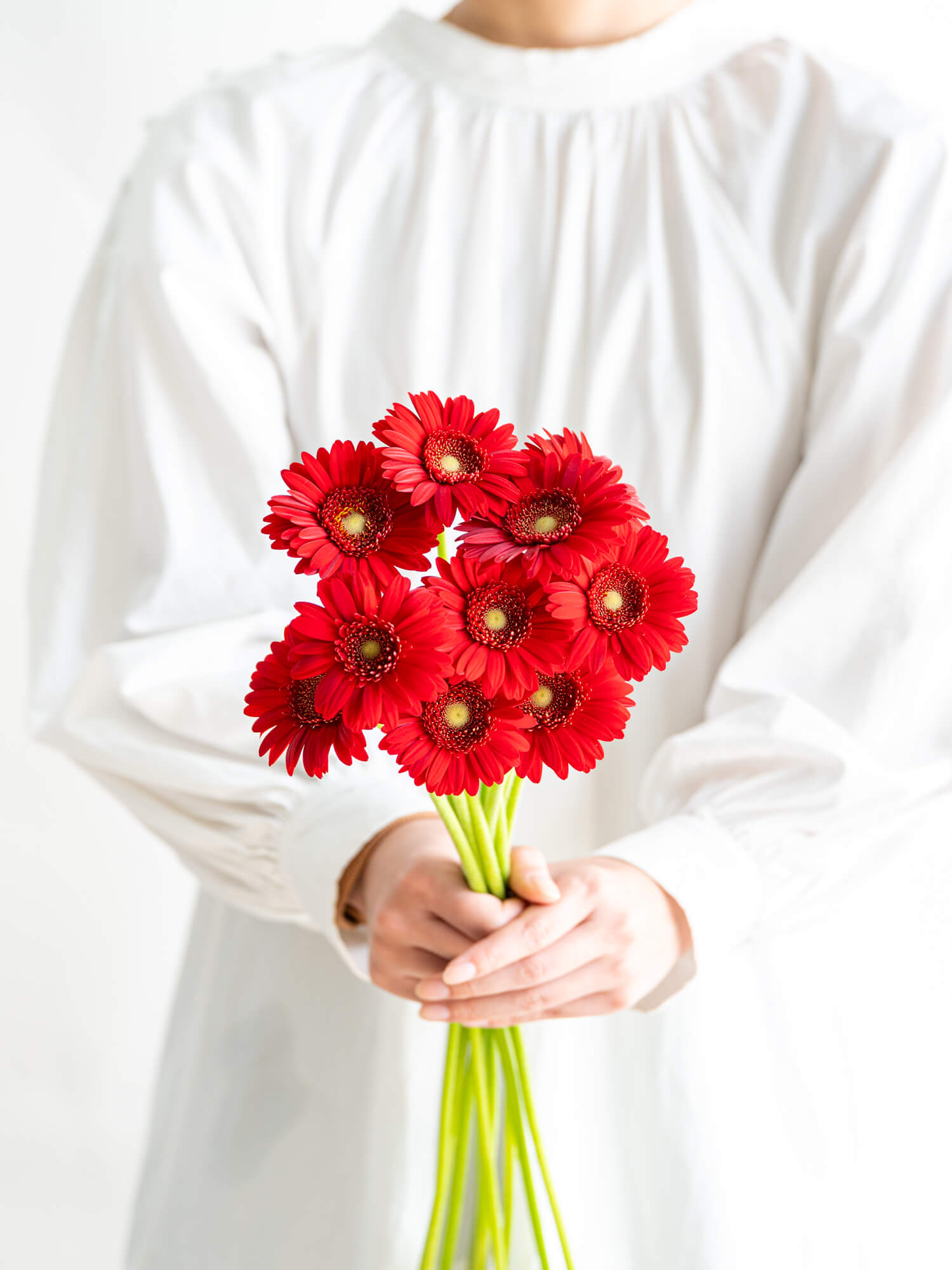 ガーベラ 一重 （赤） フルーツポムケー｜ハナイチ｜花と植物、資材の