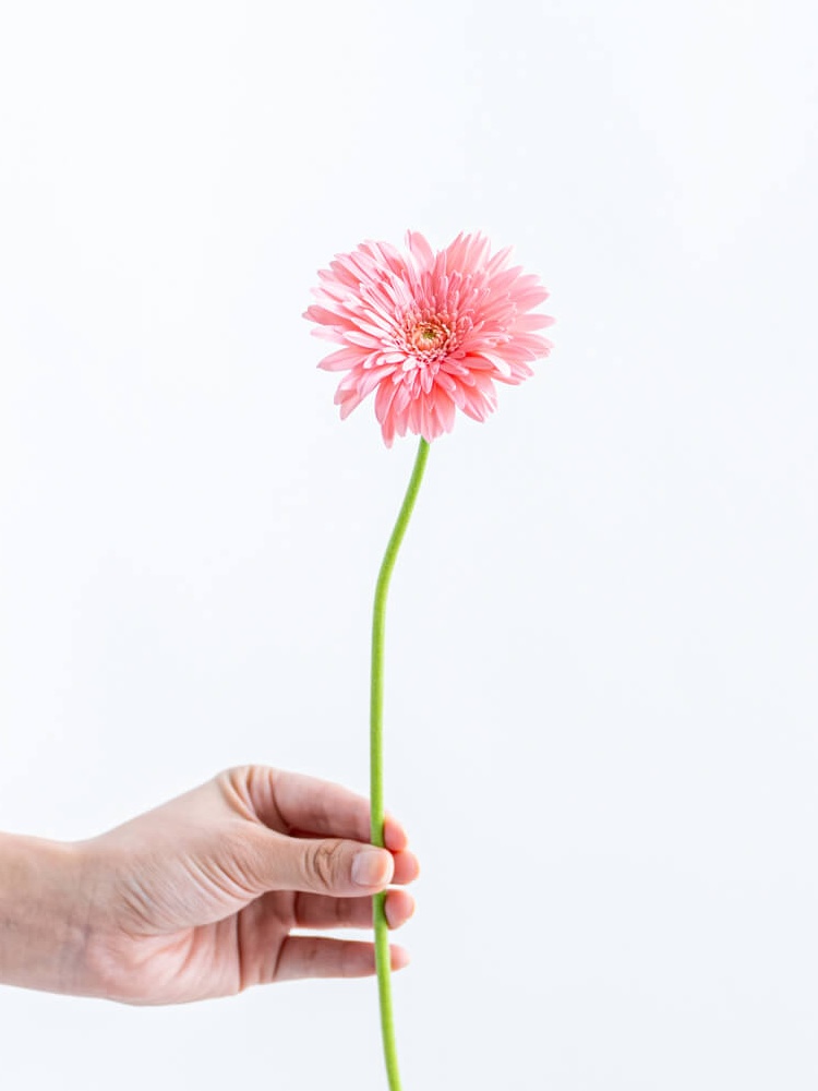 ガーベラ 一重（ピンク）ピュアエンジェル｜花の仕入れを簡単に。花材