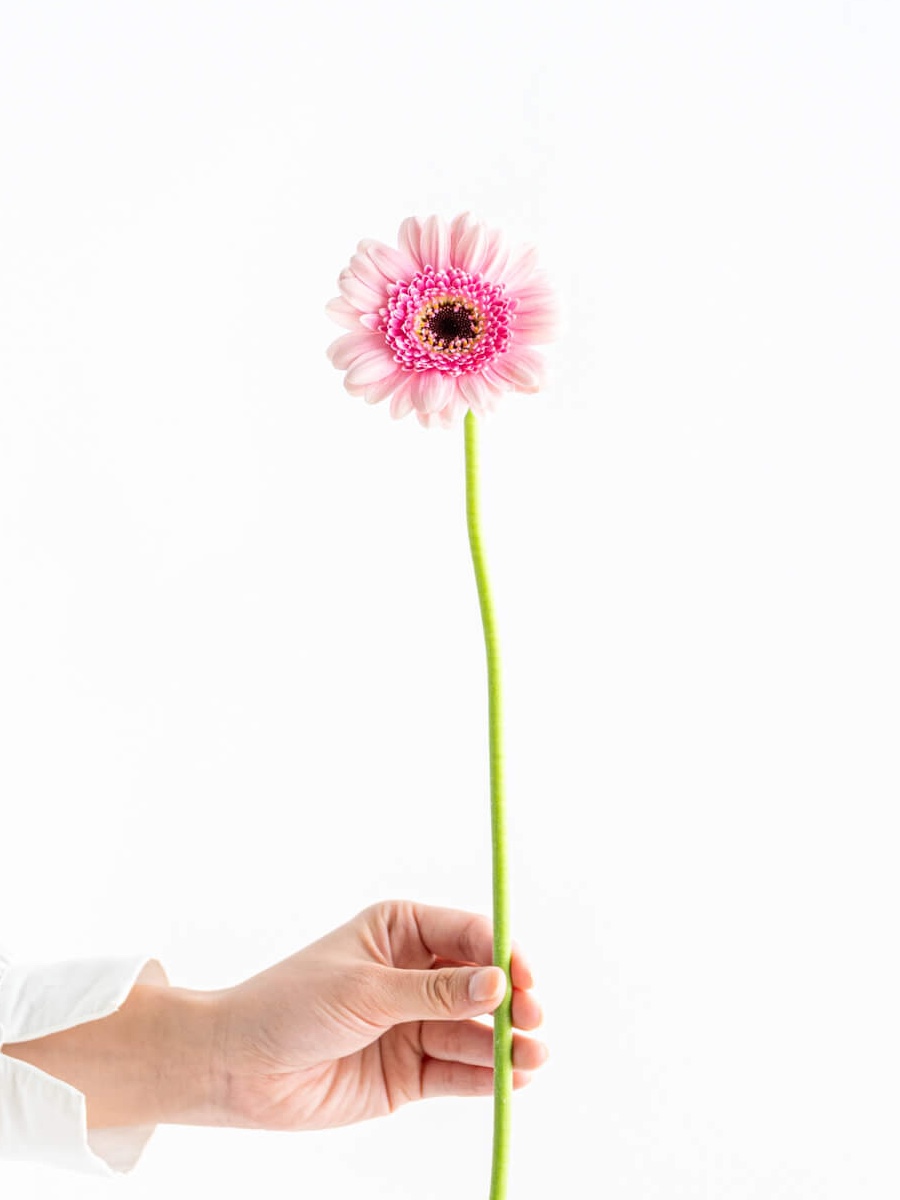 原種ガーベラ　肌色、ピンク Yahoo!オークション - 原種ガーベラ ピンク八重（肌色）