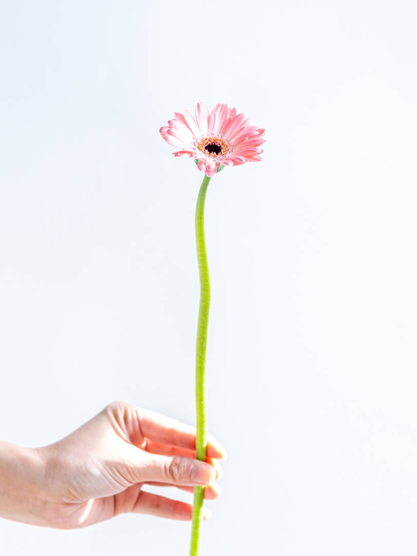 ガーベラ 一重（ピンク）インシンク｜花の仕入れを簡単に。花材の卸