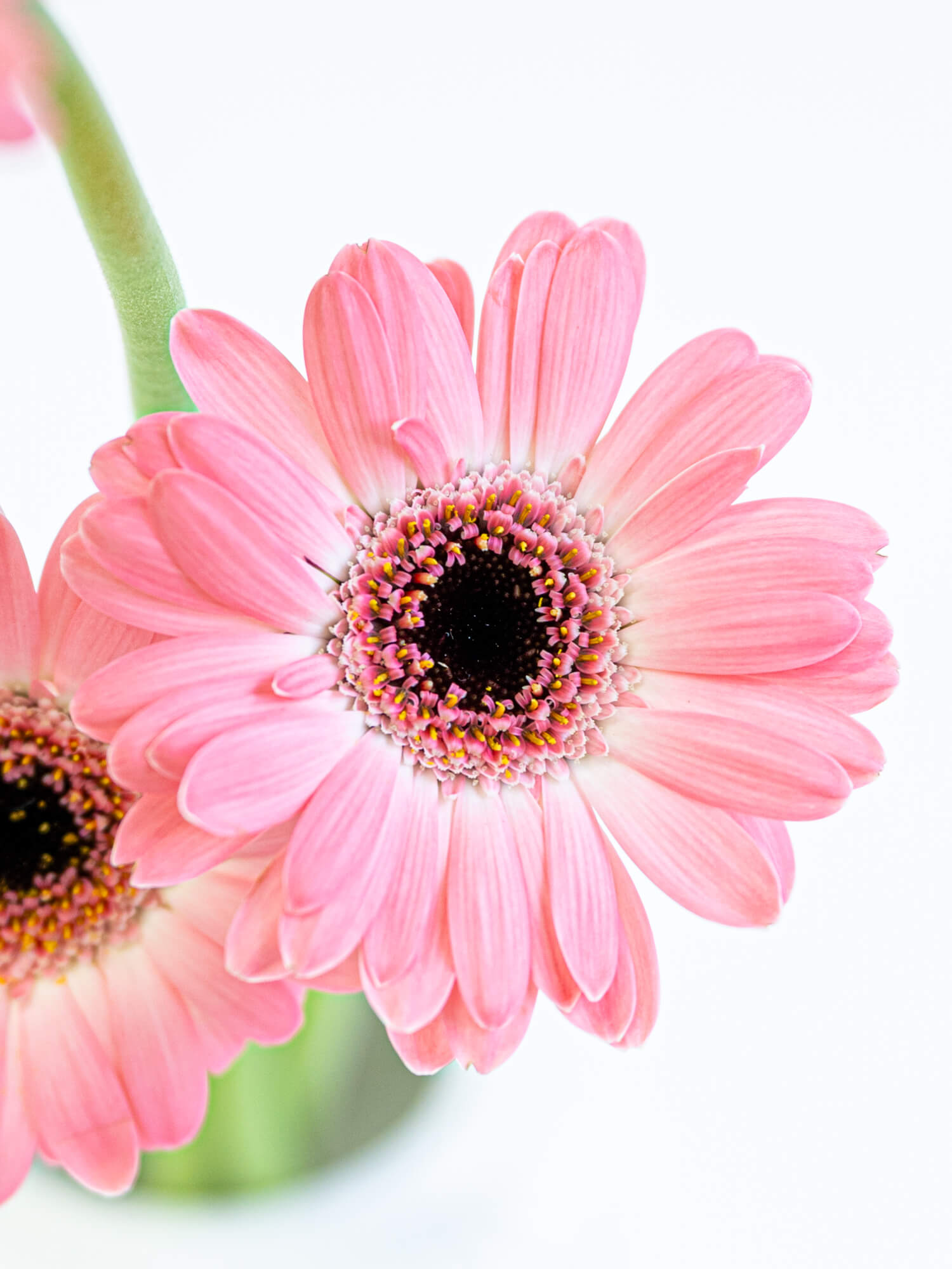 ガーベラ 一重 （ピンク） インシンク｜ハナイチ｜花と植物、資材の