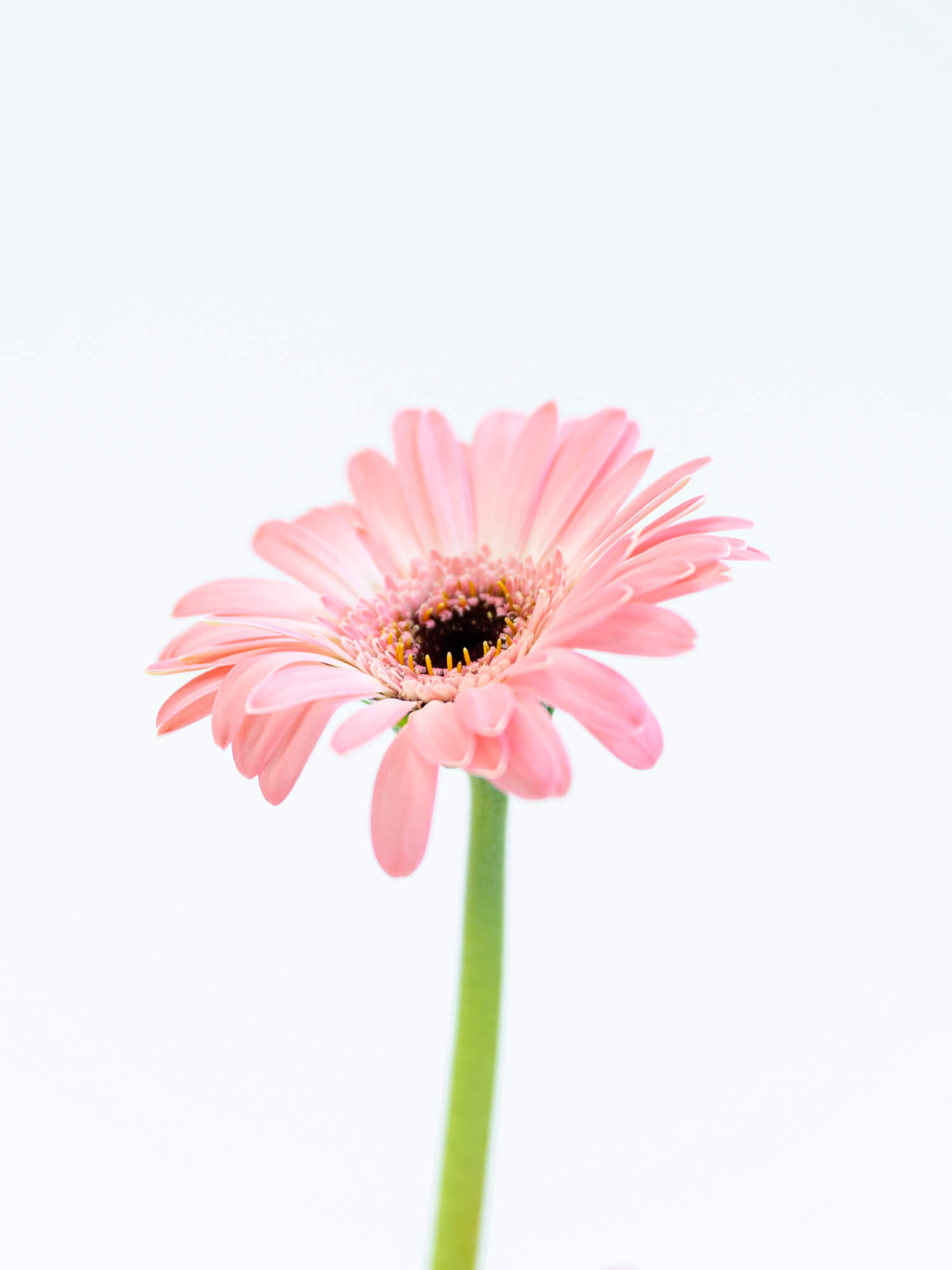 ガーベラ 一重（ピンク）インシンク｜花の仕入れを簡単に。花材の卸