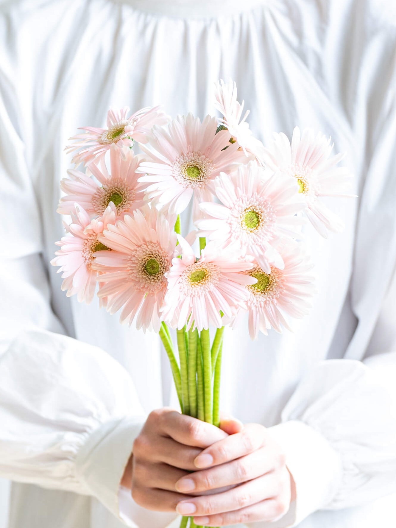 ガーベラ 一重 （淡ピンク） ネクタリンケーキ｜ハナイチ｜花と植物
